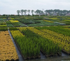 Szkółka krzewów ozdobnych w stylu japońskim
